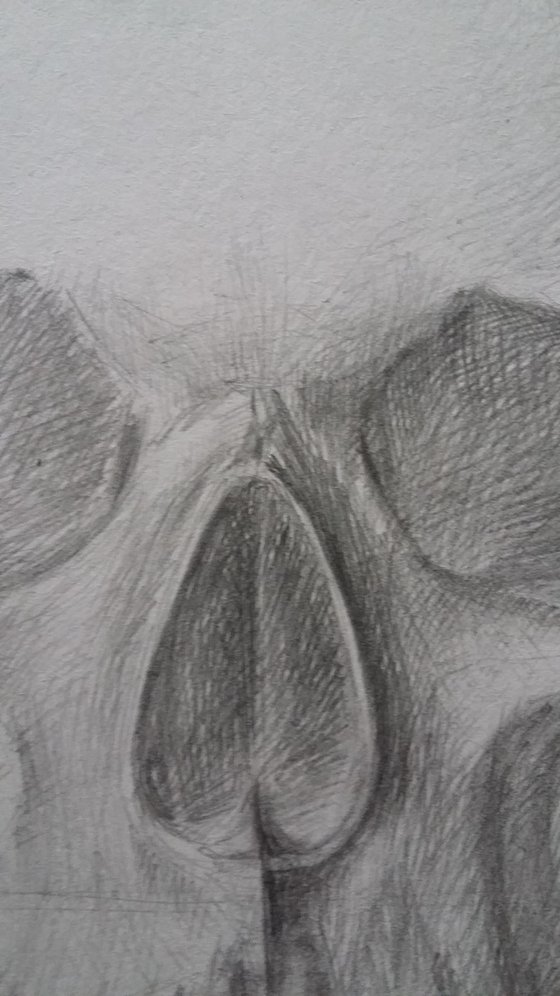 Skull. Original pencil drawing.