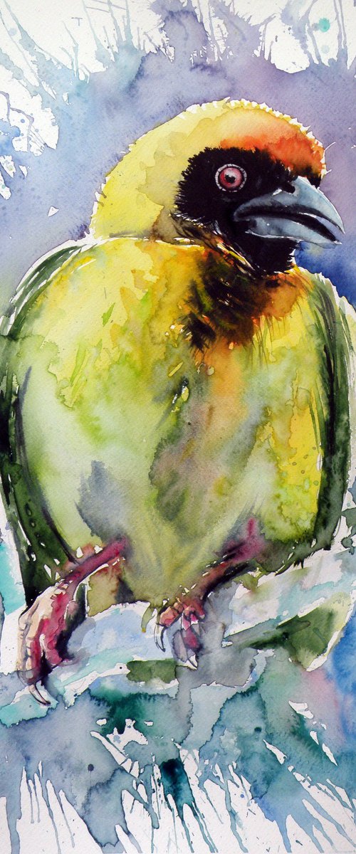 Masked weaver bird by Kovács Anna Brigitta