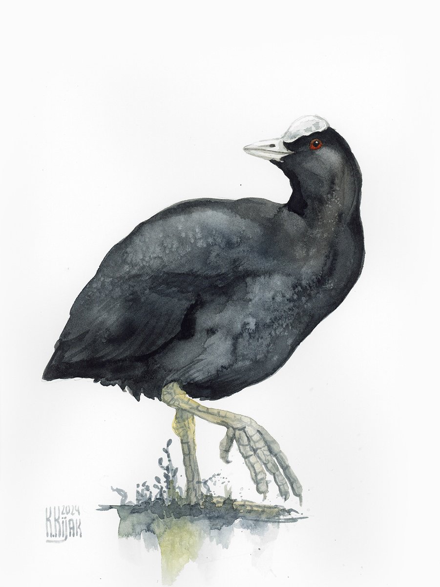 Eurasian coot by Karolina Kijak