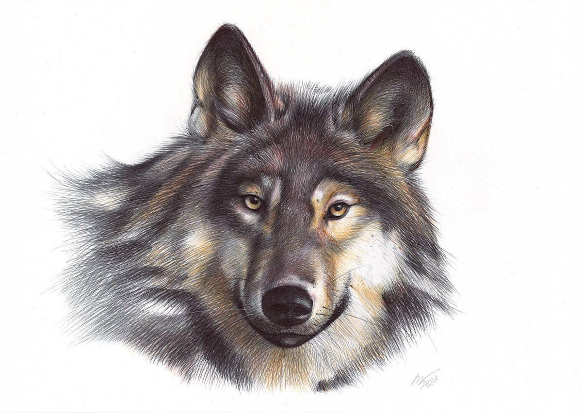 Grey Wolf (Realistic Ballpoint Pen Drawing) by Daria Maier