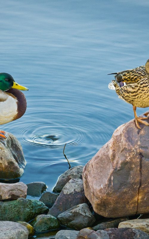 Wild ducks by Vlad Durniev