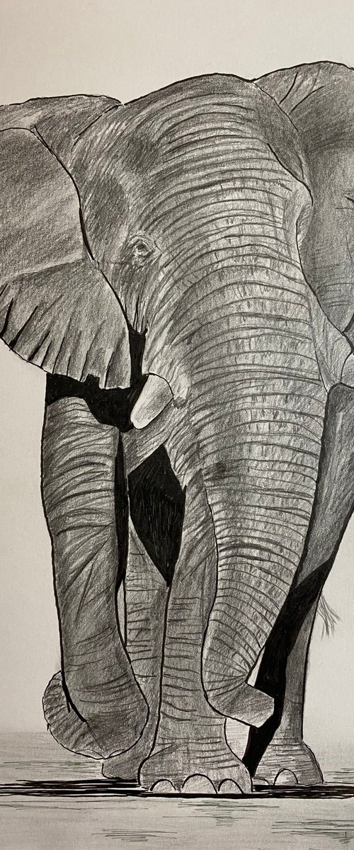 Elephant 3 by Maxine Taylor