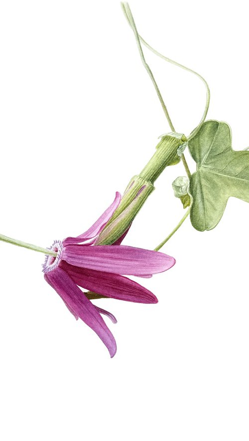Passionflower, Passion Fruit Painting by Yuliia Prokopchuk