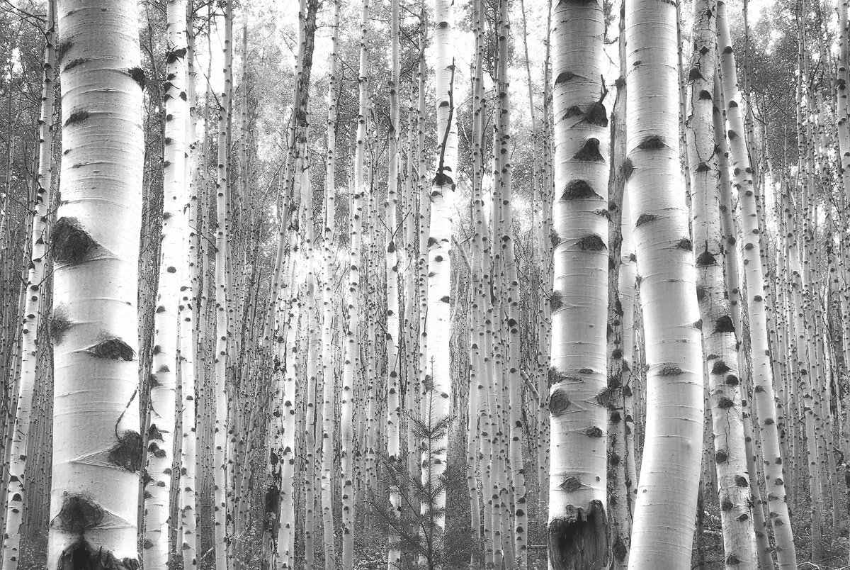 Photorealistic Landscape Photograph By Emily Kent, 36 X 24, July Aspens In Black And White, Original Artwork