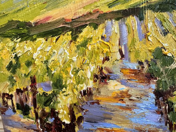 Vignes sous le soleil
