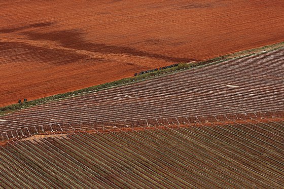 Vineyards