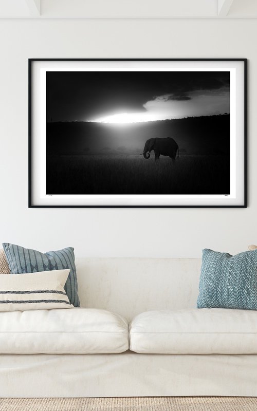 Awakening | African Elephant by Matthew Williams-Ellis