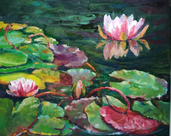 Water lilies