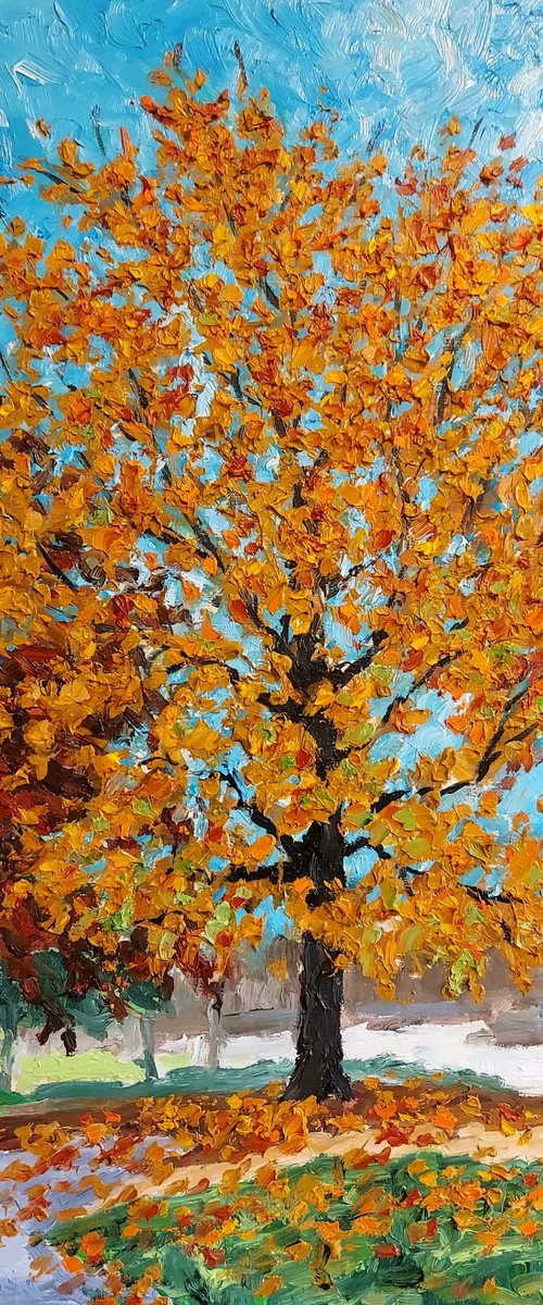 autumn tree #1 by Colin Ross Jack