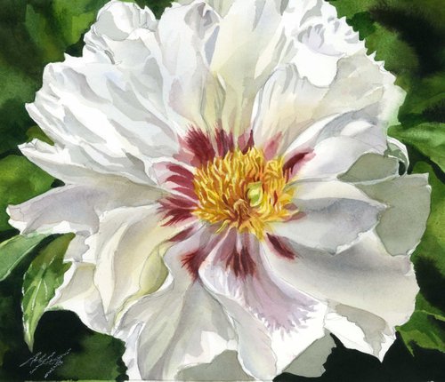 white peony by Alfred  Ng