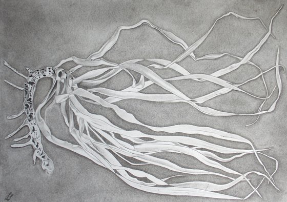 Dracaena draco - Plant Illustration