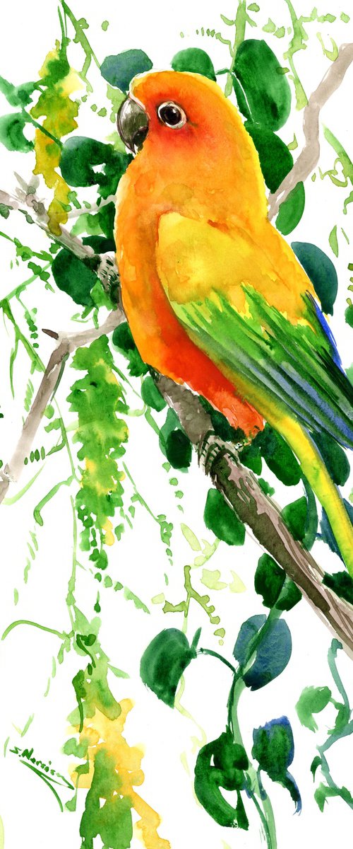 Sun Conure Parakeet on the Hoya Plant by Suren Nersisyan
