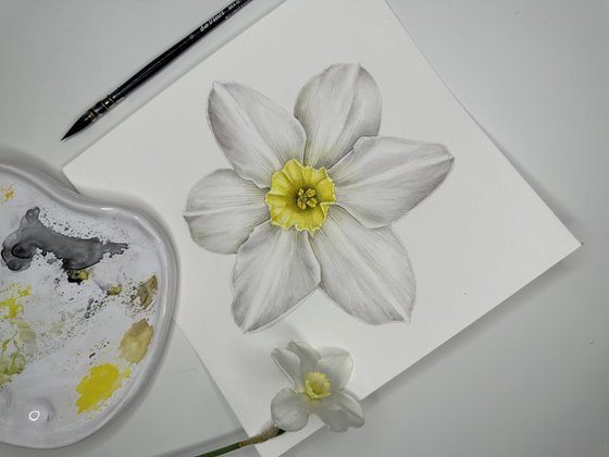 White flower Narcissus biflorus Watercolor