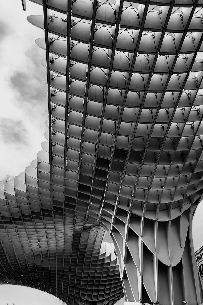 Landscape Photograph By Tatiana Zappa, 39 X 59", Mushrooms Sevilla, Original Artwork