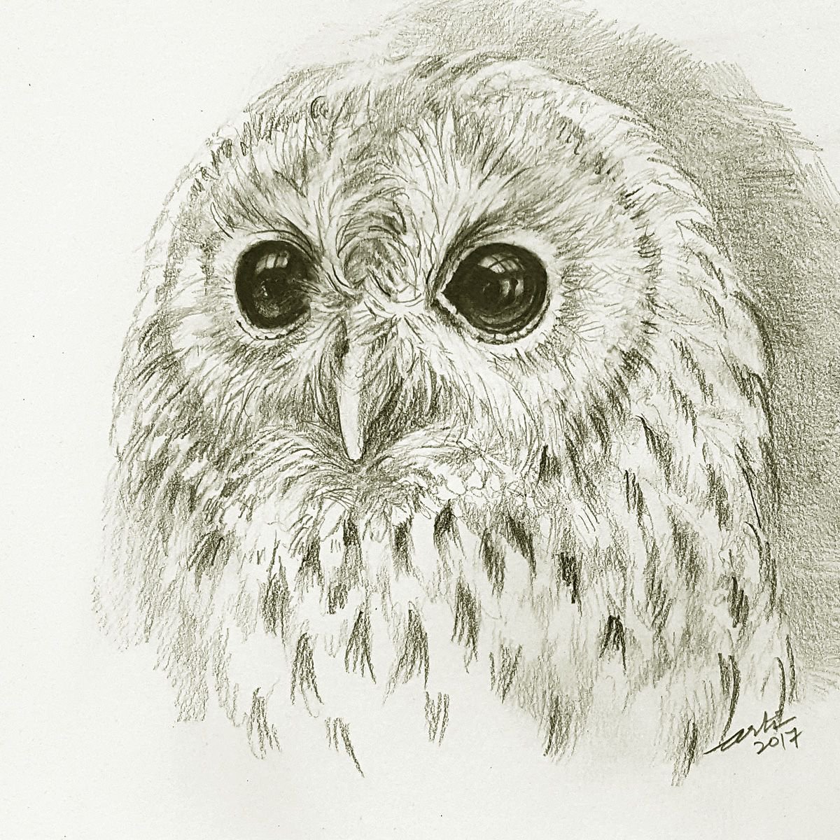 Tawny Owl Tim Pencil Drawing By Arti Chauhan 