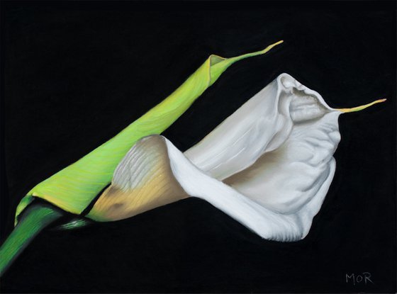 White Calla