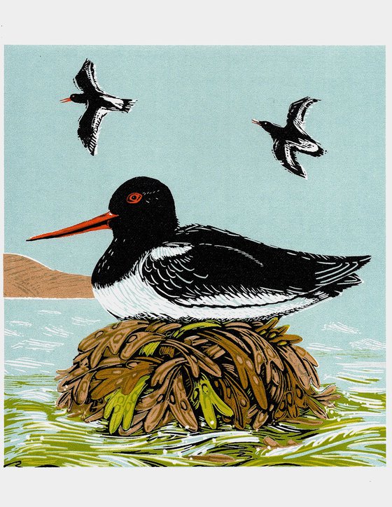 Oystercatchers
