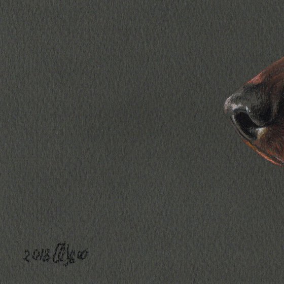 Pastel portrait of dobermann (30x21 cm)