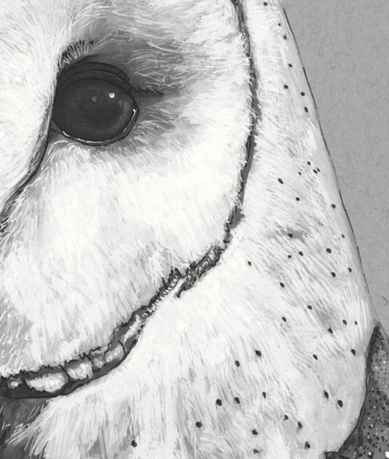 Barn owl ink