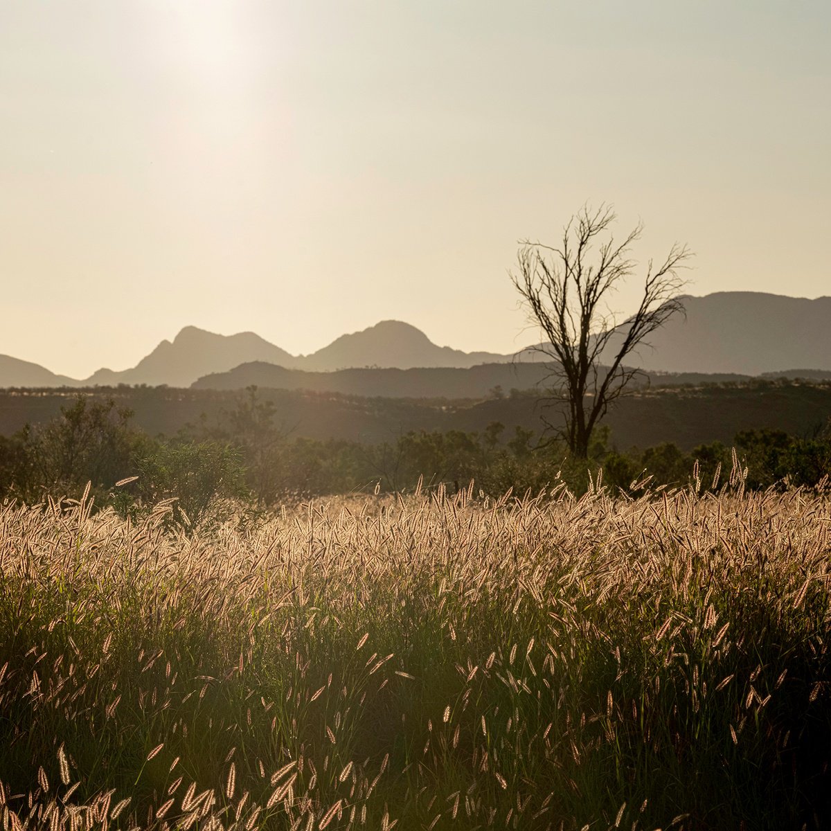 Grass Plains Outback Australia #5 by Nick Psomiadis