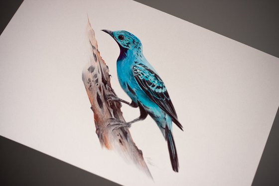 Birds Collection VIII