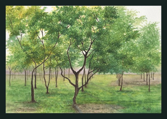 Mahogany tree grove
