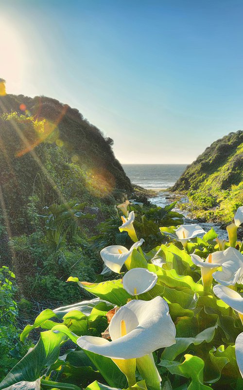 Calla Lily Canyon by Emily Kent