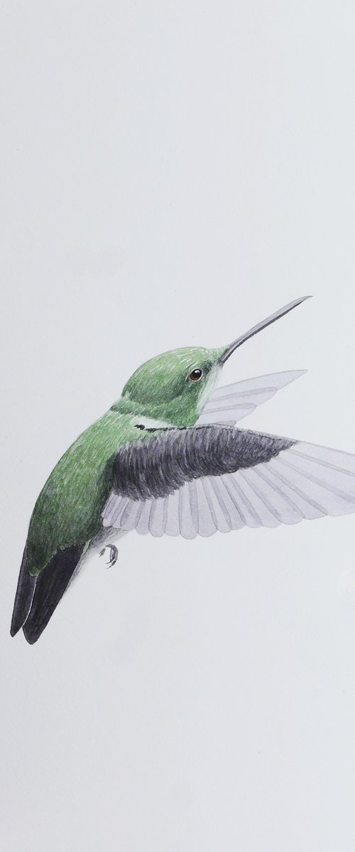 Hummingbird back sketch by Karina Danylchuk