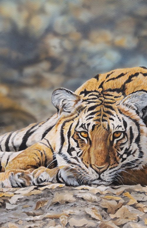 Woodland Bengal Tiger by Julian Wheat