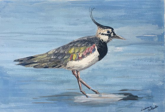 Lapwing Wading