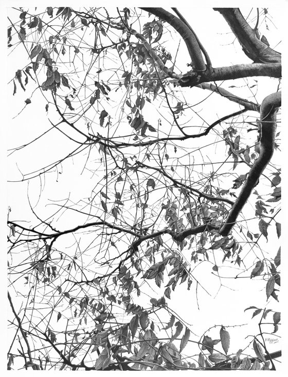 Whispers of the Canopy.
