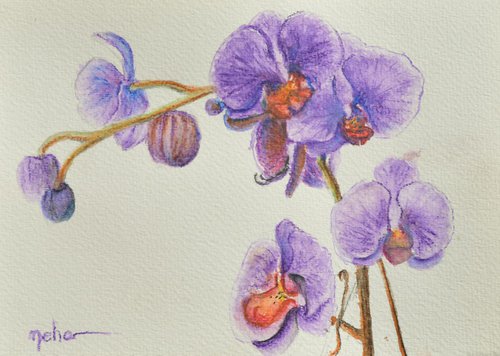 Orchid by Neha Soni