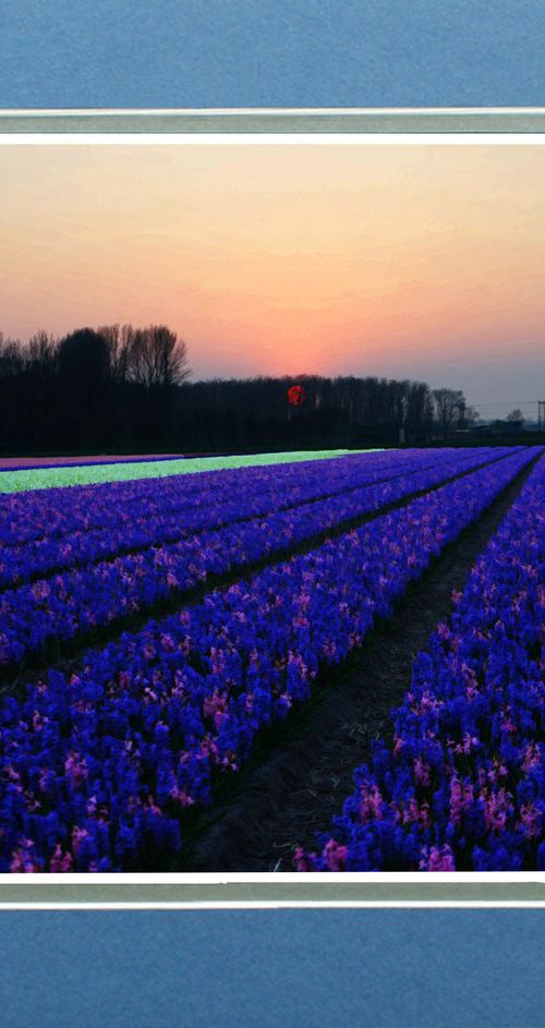 Sunset over the bulb fields. by Robin Clarke