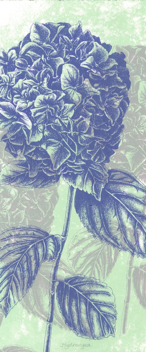 Hydrangea by Louise Boulton