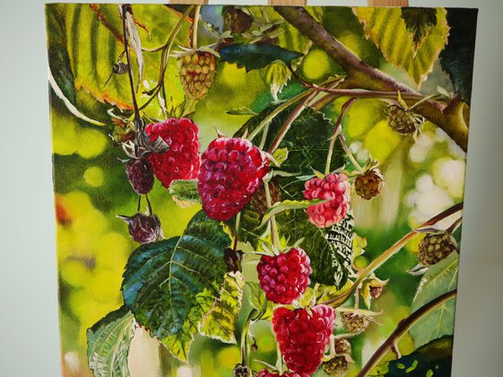 Ripe Raspberries on Branch