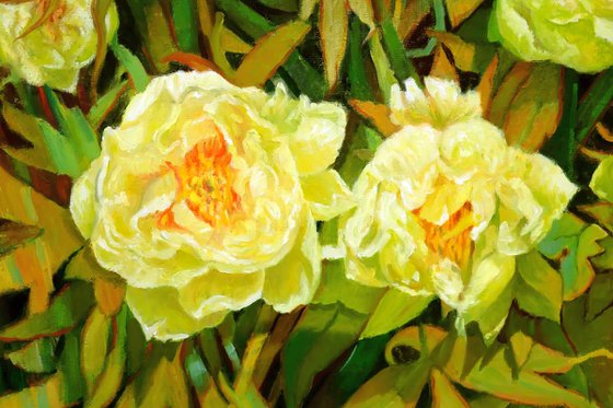 Mainau garden 3. - Peonia