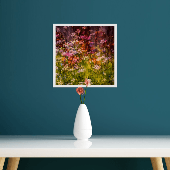 Summer Meadows #1. Limited Edition 1/25 12x12 inch Photographic Print.