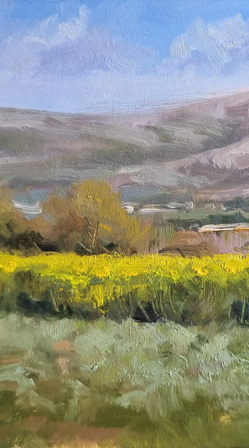 Rapeseed Fields by Pascal Giroud