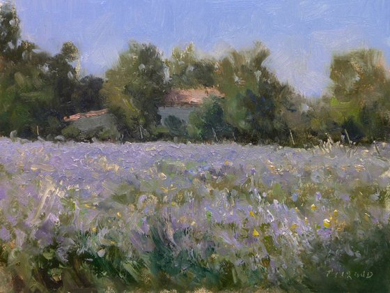 Lavender Fields near Taulignan