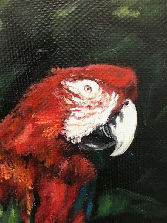 Parrots in the Jungle