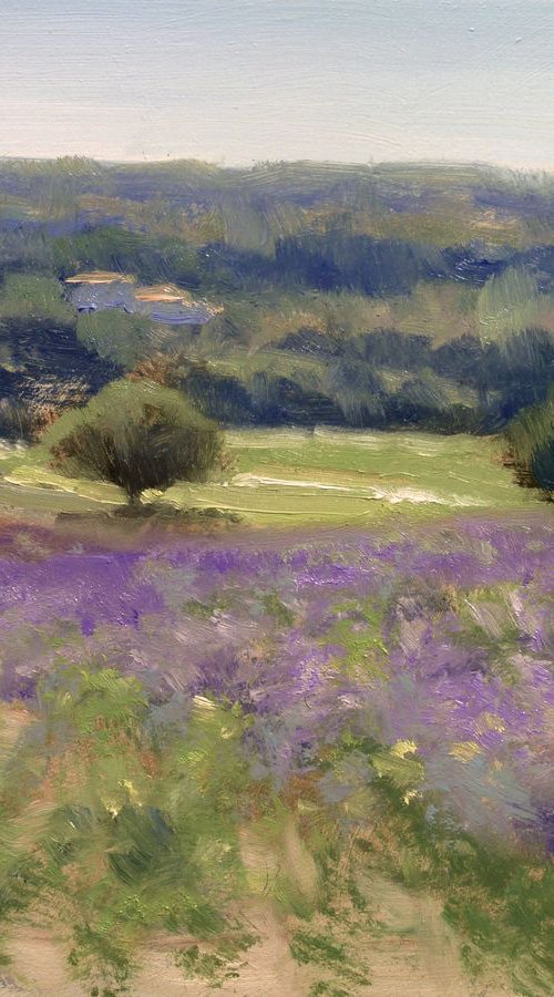 lavender field near Grignan by Pascal Giroud