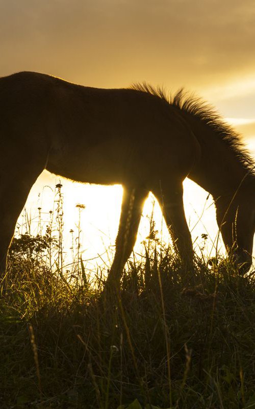 SUNSET FOAL by Andrew Lever