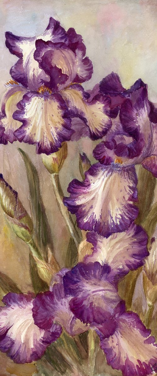 Terry irises by Yulia Krasnov