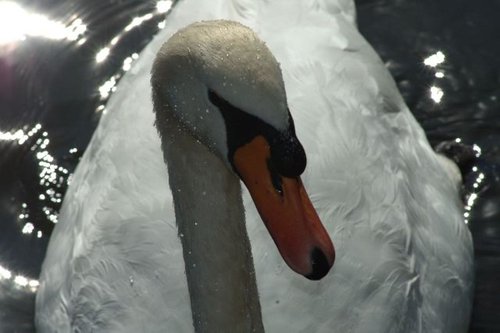 Wet Swan by Marc Ehrenbold