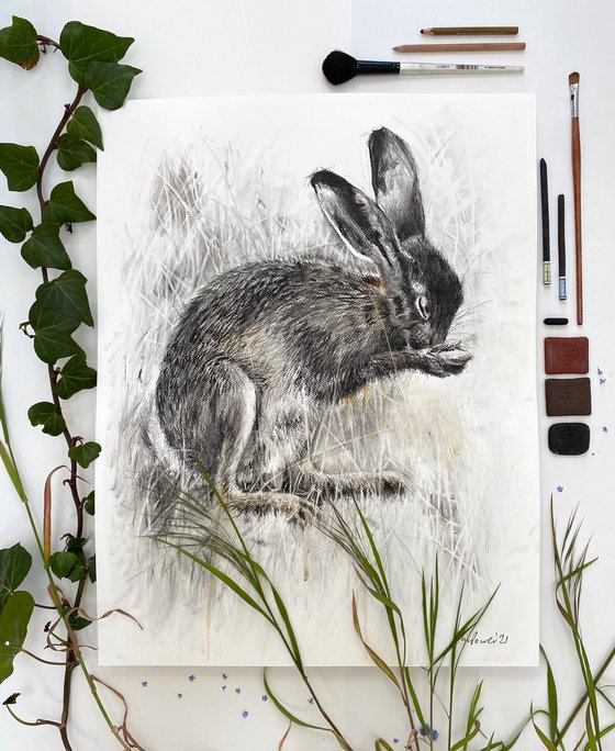 Shy Charcoal Hare