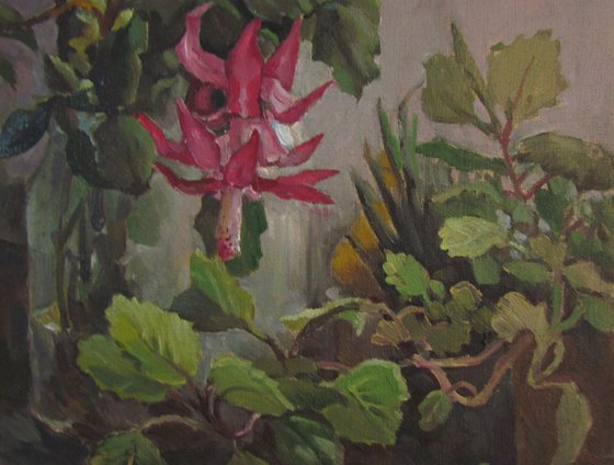 Christmas Cactus