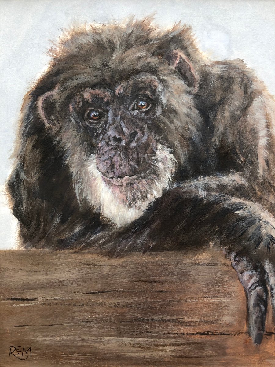 Chimpanzee by Rosie Mark