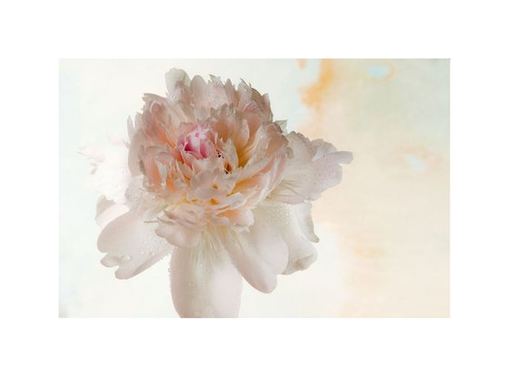 Paeony