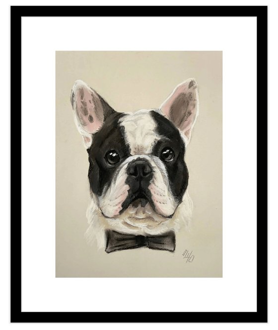 Black and white funny french bulldog