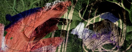 NWR#9 forest
